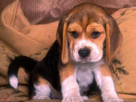 cuki-beagle.jpg